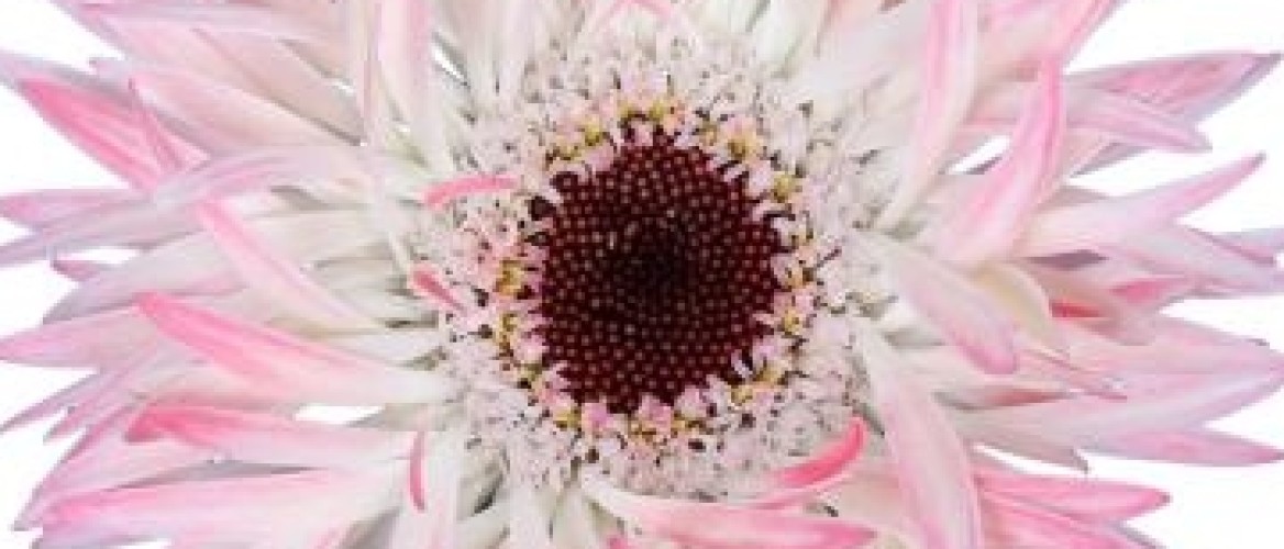Flowerholland - Gerbera mini