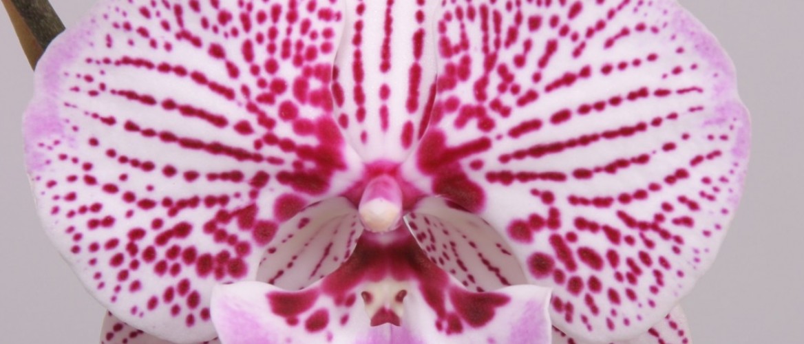 Flowerholland -  Phalaenopsis