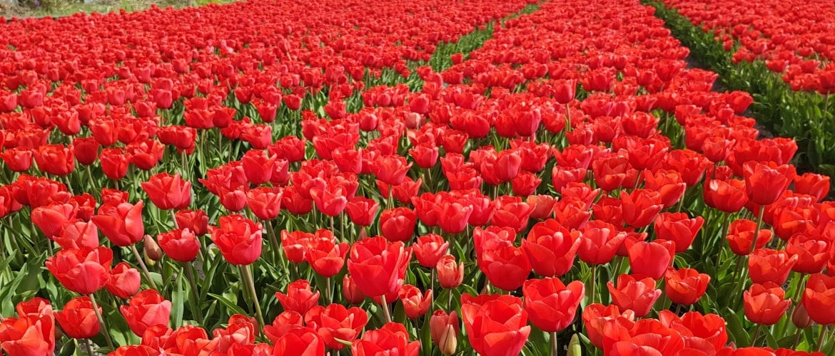 The magnificent world of Dutch Tulips [1/2]