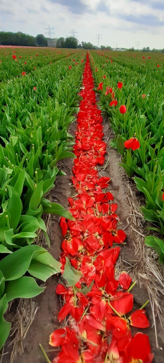 Tulip petals in the pathways
