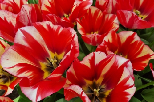 Bicolor Tulip cut flower in Holland