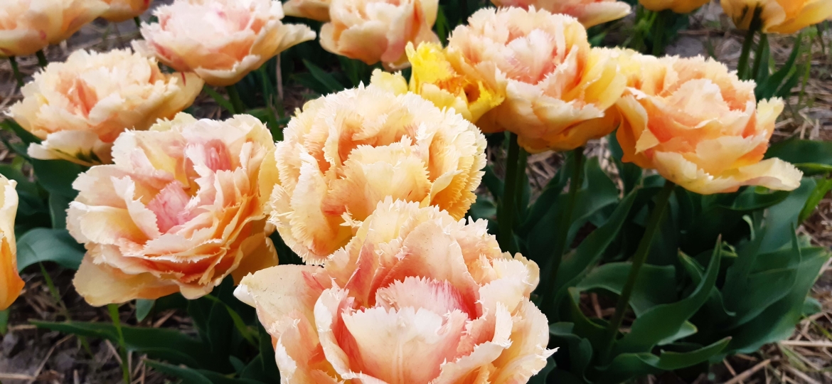 Double+Fringed-Tulip-'Vaya-Con-Dios'