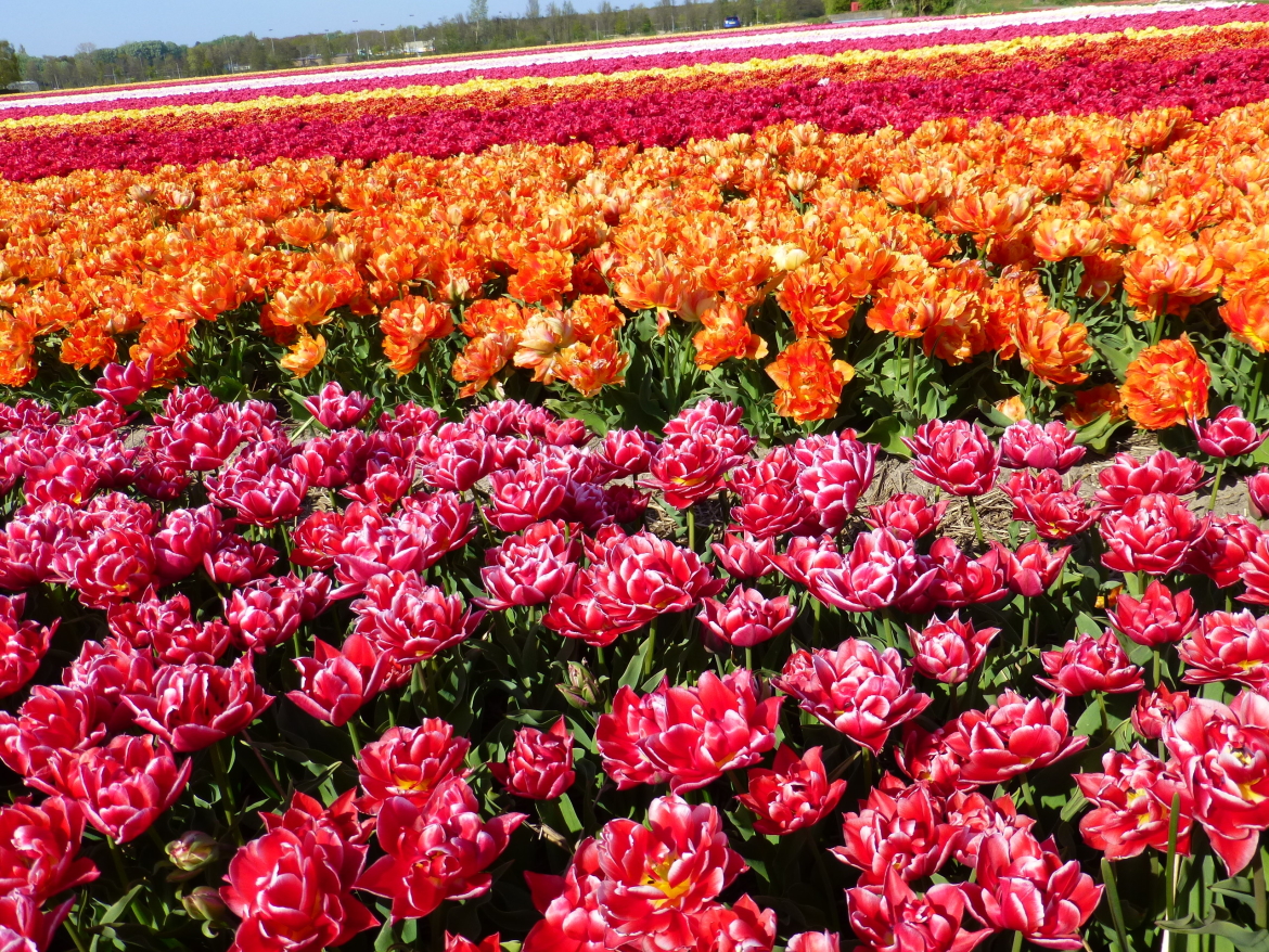 Field-of-several-double,-early-flowering-Tulip-varieties