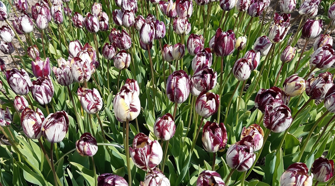 Field-of-a-'Rembrandt'-Tulip-variety.