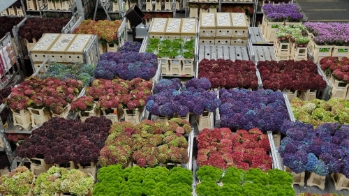 Flower auction Royal Flora Holland
