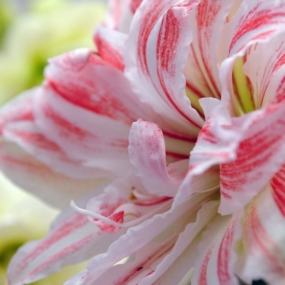 White with pink Amaryllis