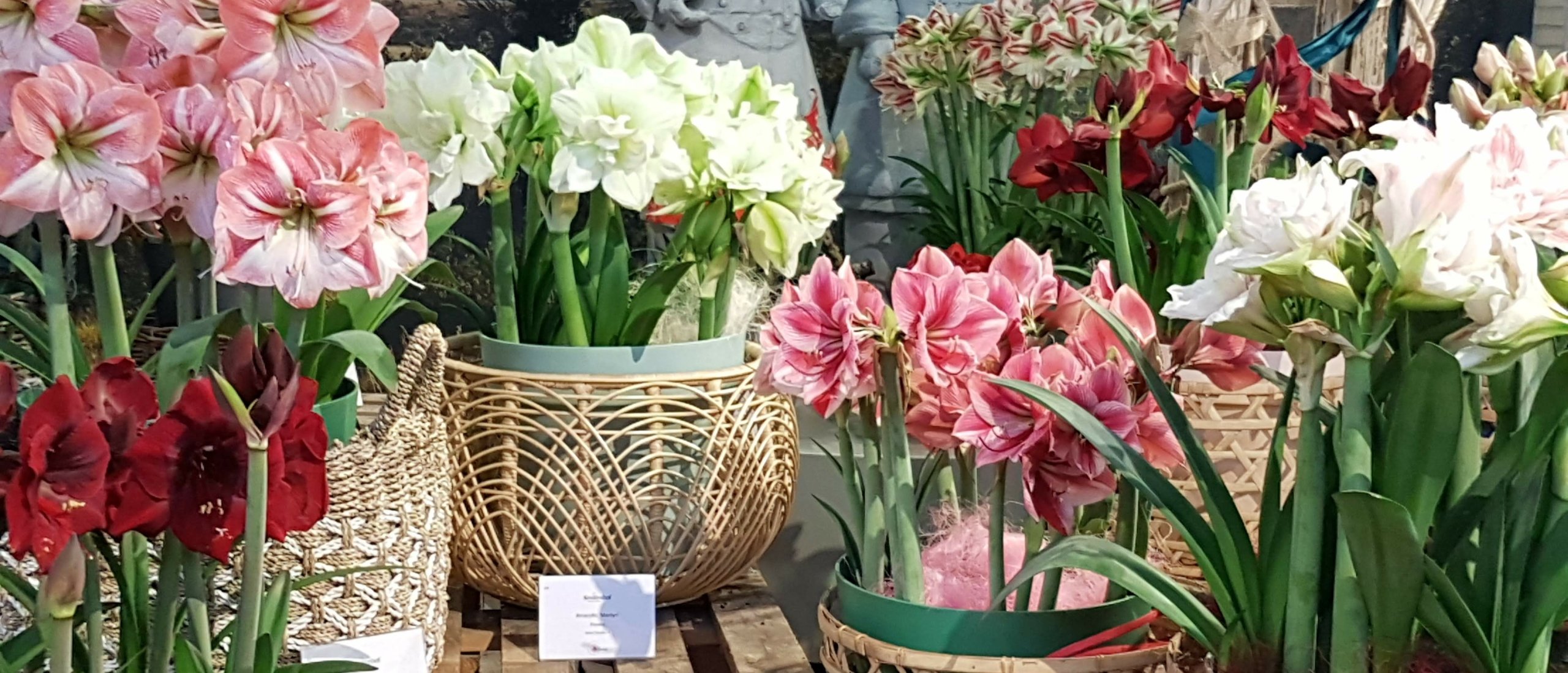 Amaryllis, from bulb to bouquet