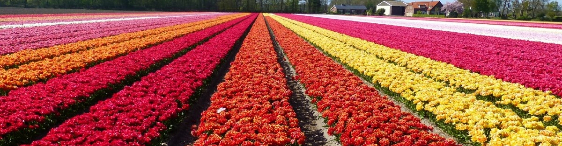 Fields of double flowering Tulips in various colors in Holland