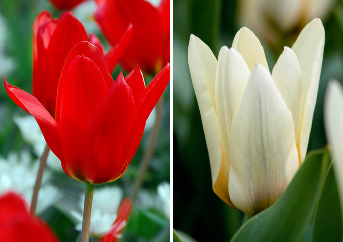 Fosteriana-Tulip-'Princeps'-and-Fosteriana-Tulip-'Concerto'.