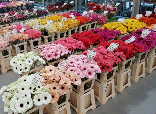 Gerbera flowers at wholesale center at flower auction Royal Flora Holland in Aalsmeer