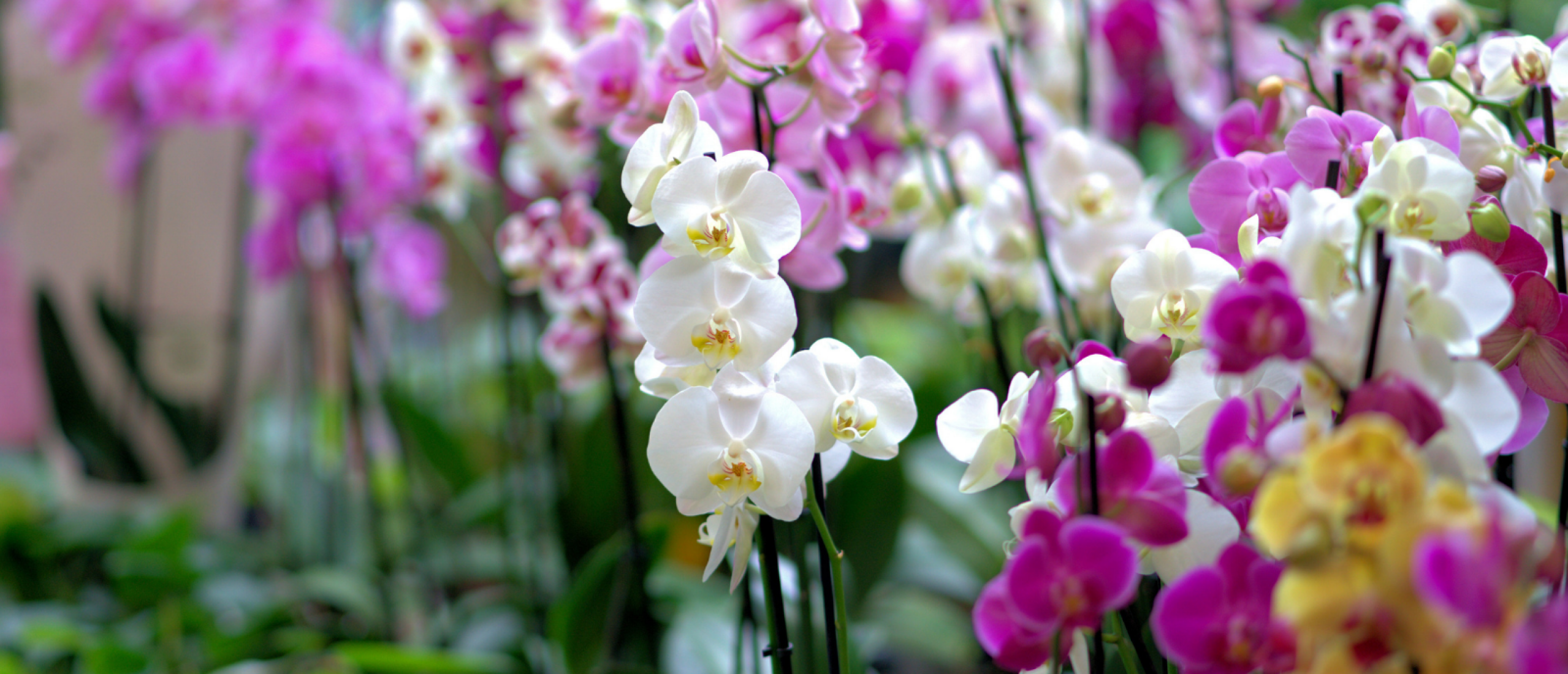 Discover the world of Orchids in Holland