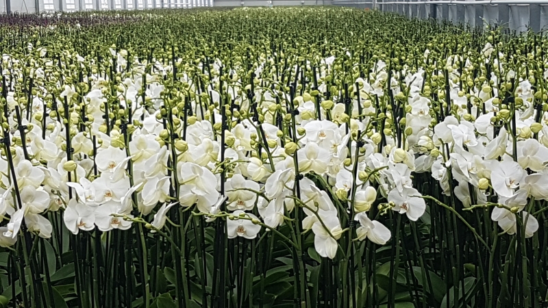 White Phalaenopsis Orchids in greenhouse