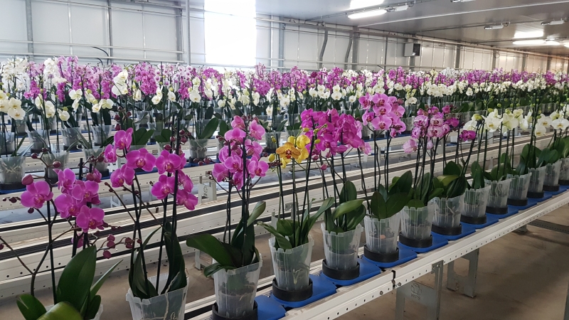 Phalaenopsis Orchids at automated grower greenhouse