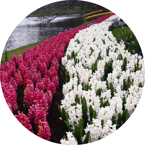 Pink and white Hyacinths at Keukenhof park Holland