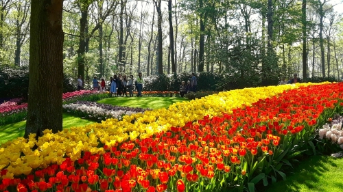 Bulbs flowering at Keukenhof park in Lisse Holland