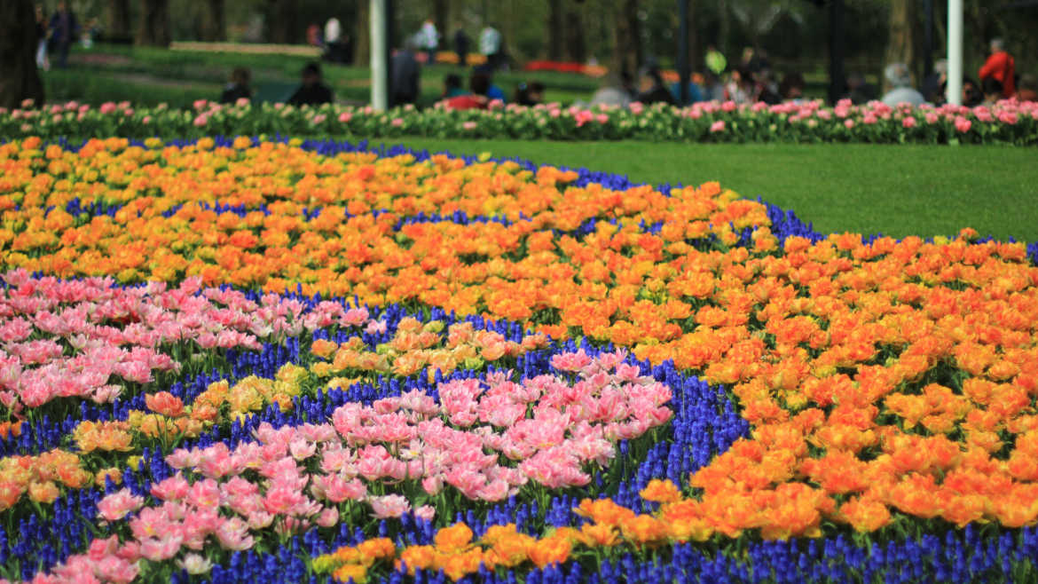 Flower-Tours-Holland-Keukenhof-tulips-daffodils-hyacinths