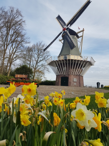 Dutch windmill at Keukenhof Lisse Holland