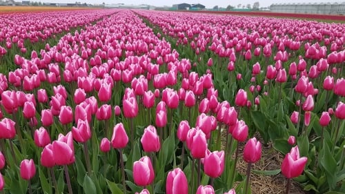 Lilac and white Tulip field Lisse Holland
