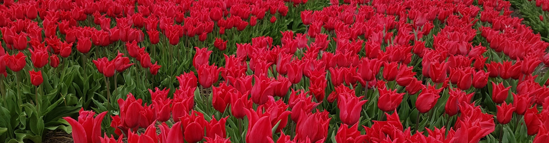Lily shaped red Tulips in field near Keukenhof Holland