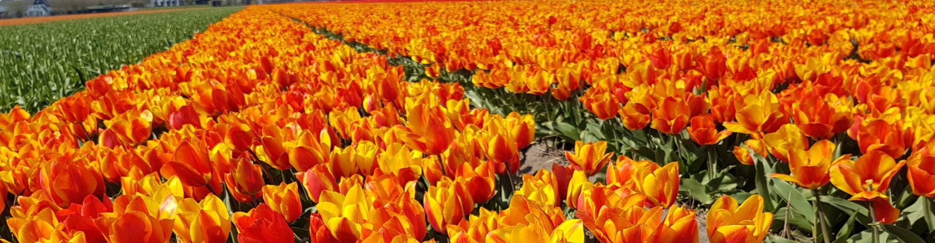 Orange yellow Tulip field near Keukenhof park Lisse Holland