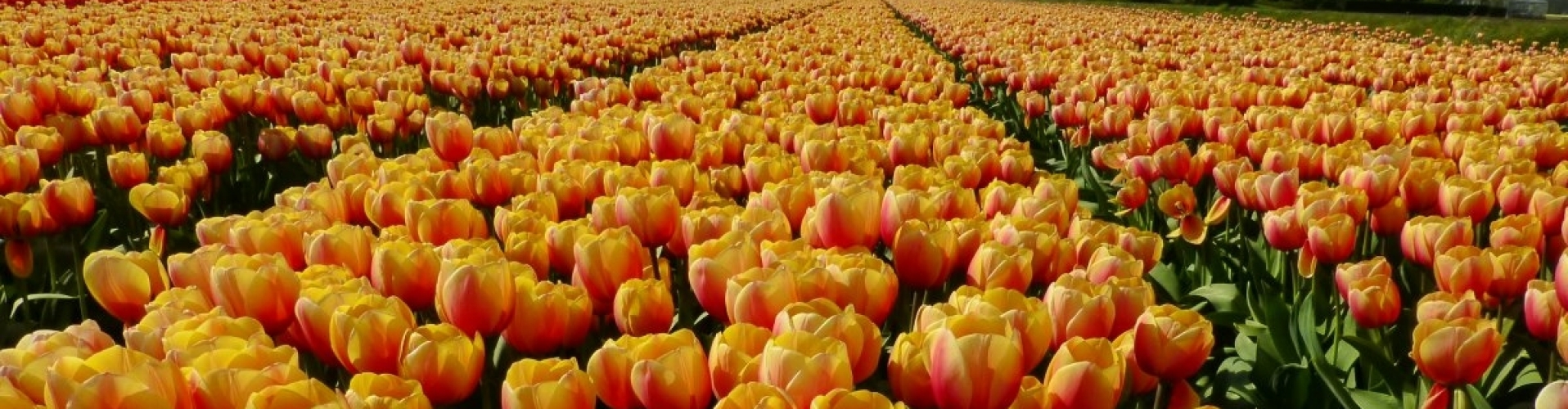 Orange and Yellow Tulip field near Keukenhof in Holland