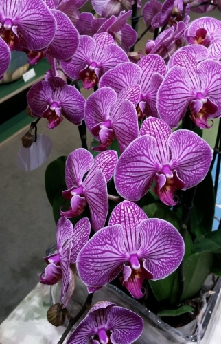 Flowering purple Phalaenopsis Orchid house plant