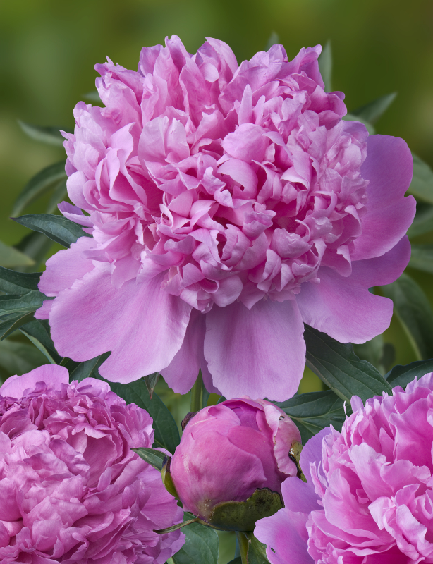 peony tours