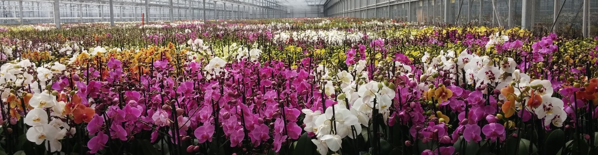 Phalaenopsis Orchid plants growing in greenhouse in Holland