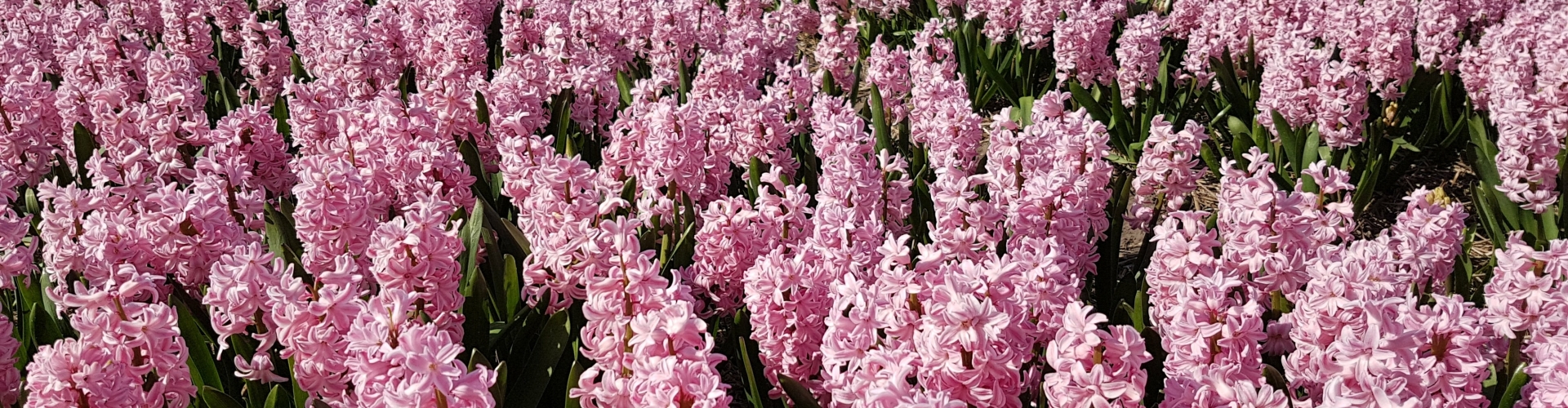 Pink Hyacinths field nearby Lisse Keukenhof Holland