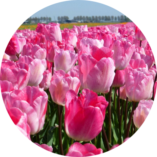 Lilac pink Tulips in field in Lisse Holland