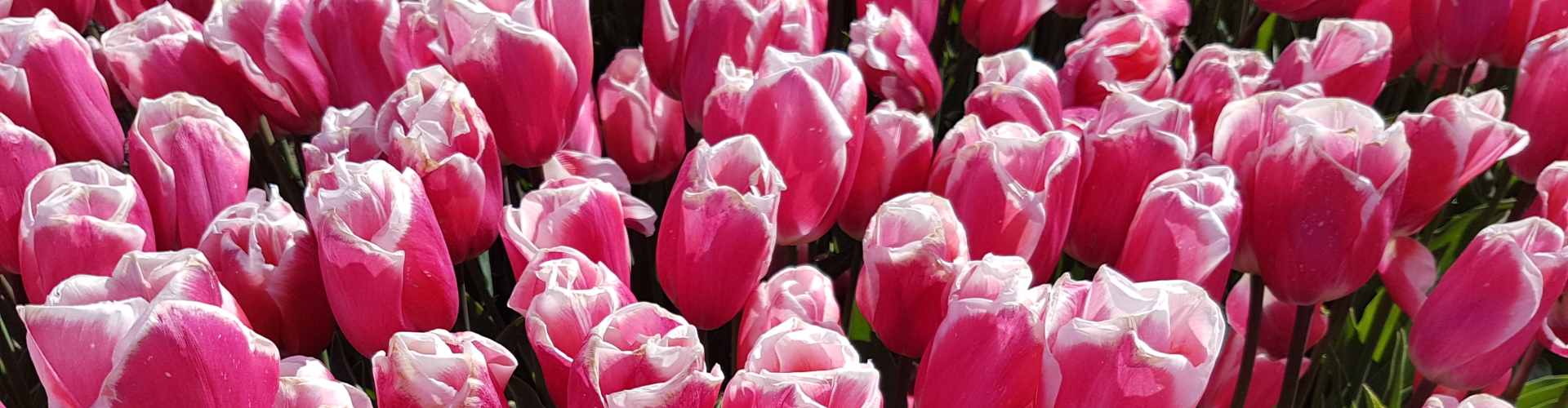 Pink Tulips with white edge in Holland