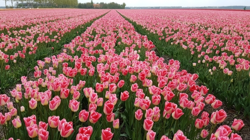 Pink white Tulips in Noordoostpolder Holland near Giethoorn