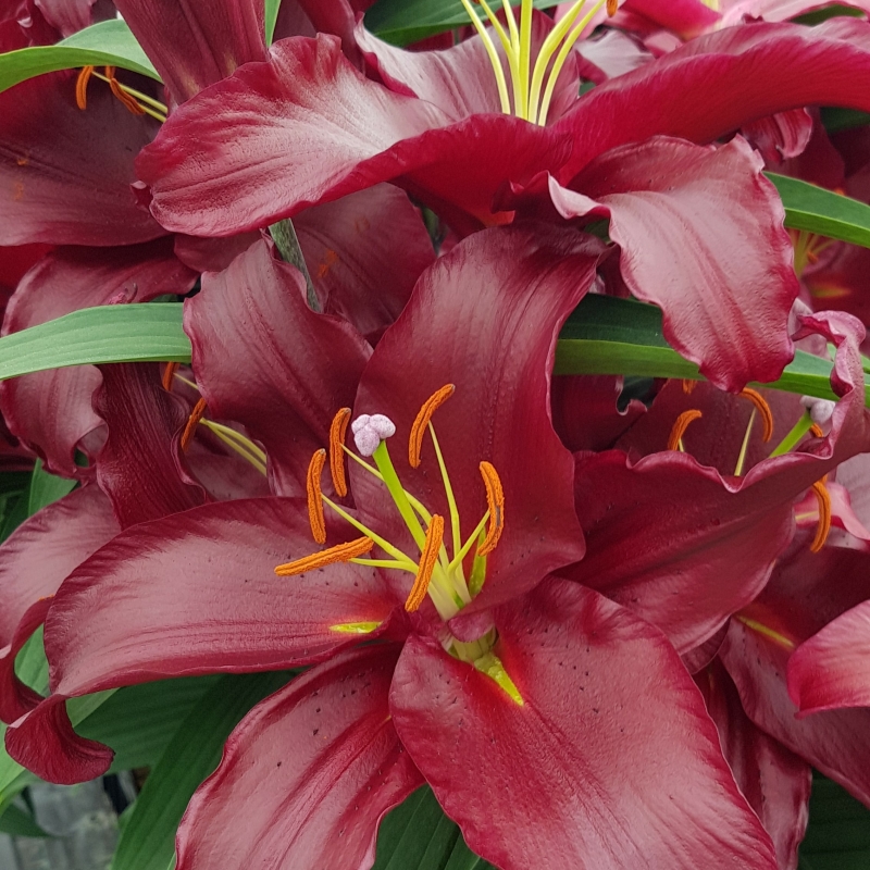 Red Lily at Keukenhof