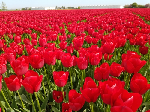 Red Tulips at bulb fields region Lisse, Holland