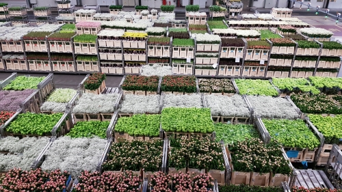 Royal Flora Holland flower auction Aalsmeer carts with cut flowers