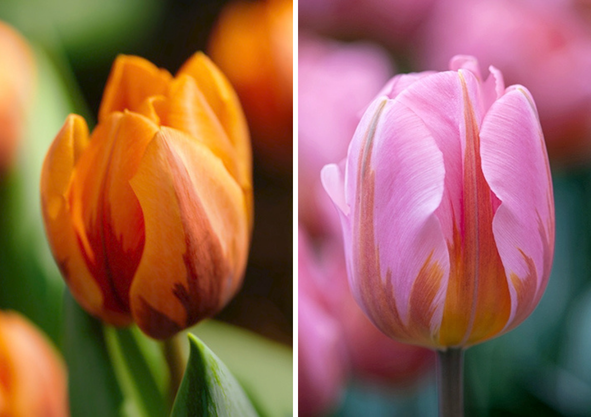 Single-early-tulip-Princess-Irene-and-single-early-tulip-pretty princess.