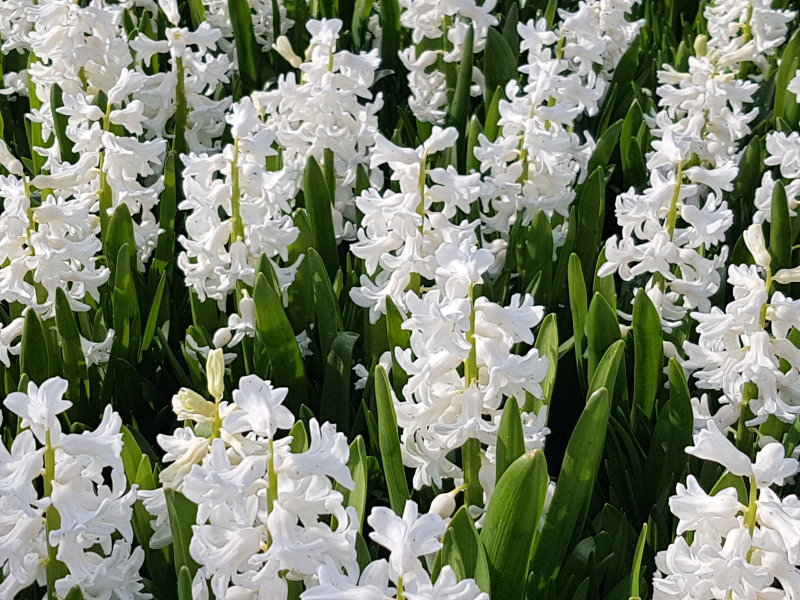 White Hyacinths