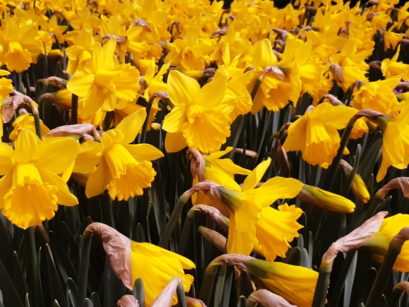 Yellow Daffodils in field