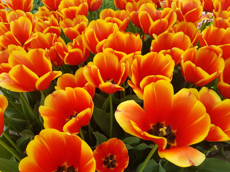 Bicolor red and yellow Tulips