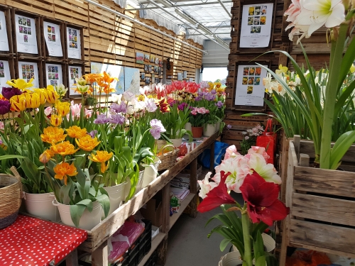 Tulip farm show greenhouse Lisse Holland