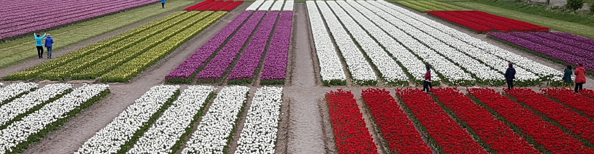 Tulip mosaic planted at Noordoostpolder Holland