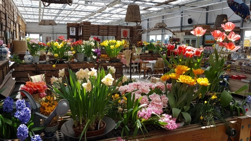 Tulip farm show greenhouse in Holland's flower strip