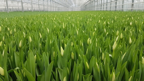 Tulip cut flowers growing in greenhouse in Holland