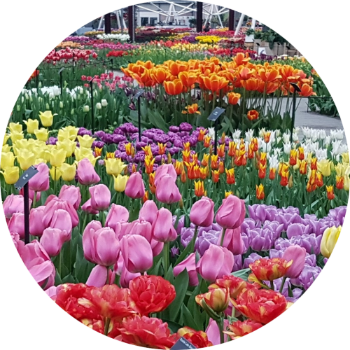 Colorful Tulips inside pavilion at Keukenhof Holland near Amsterdam
