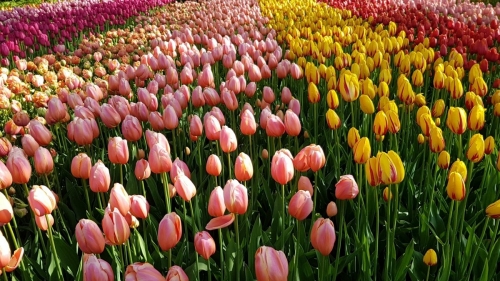 Tulips planted at Keukenhof park in Holland