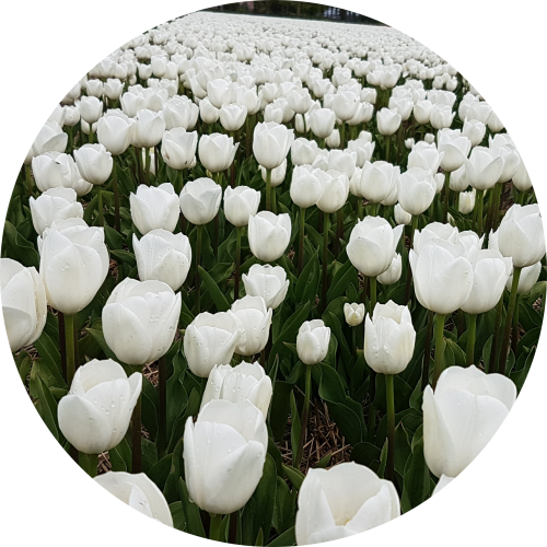 White Tulip field at Noordoostpolder Holland near Giethoorn