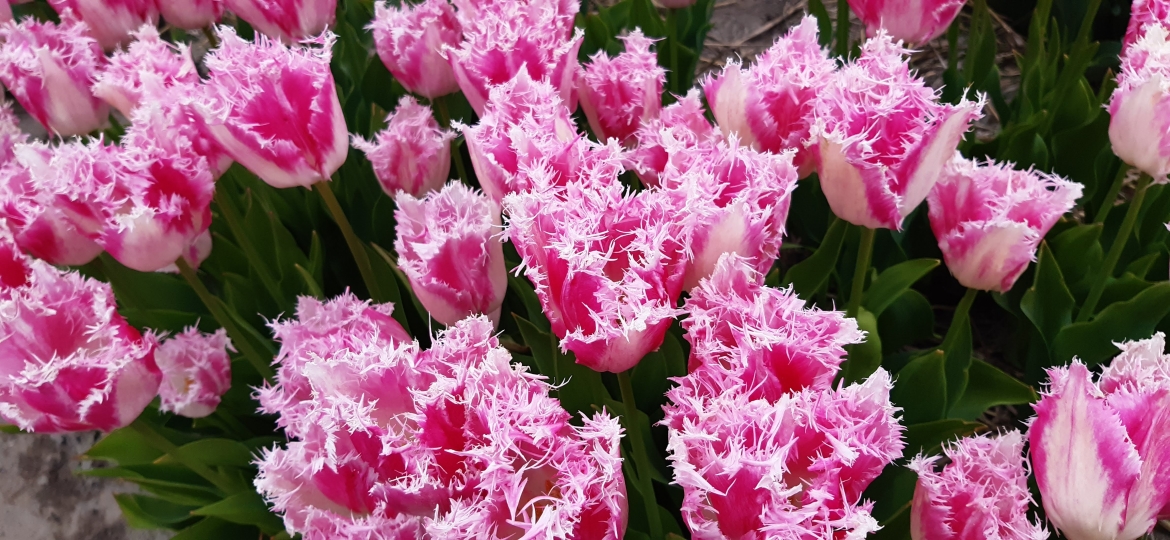 Fringed-bicolor-Tulip