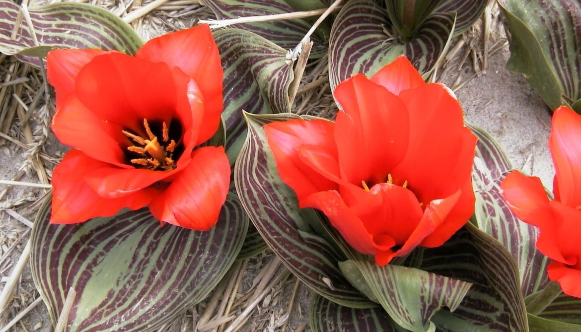 Greigi-Tulip-'Royal-Anthos'