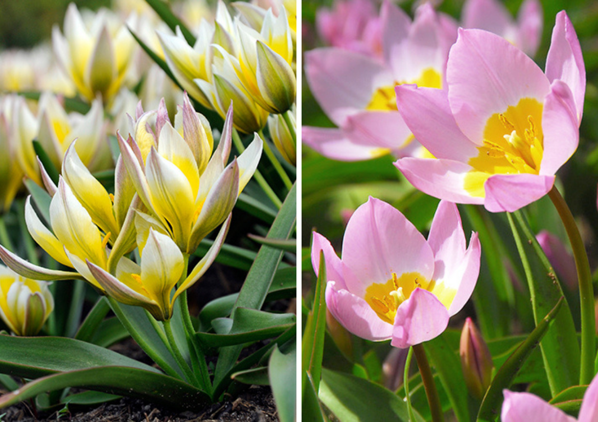 Botanical-Tulip-'Tarda'-and-Botanical-Tulip-'Lilac-Wonder'.