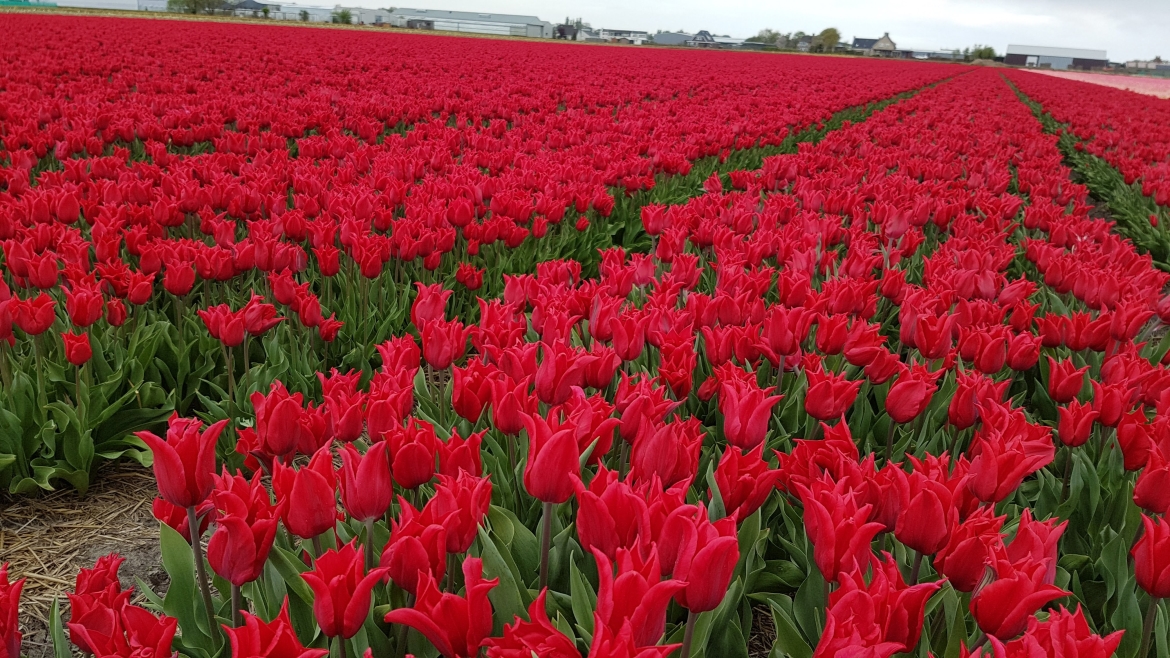 Lily-shaped-red-Tulip-field